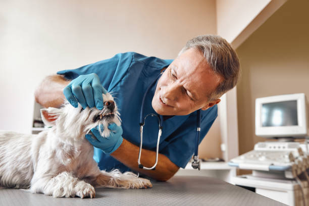 Best Same-Day Emergency Dentist in Coyne Center, IL